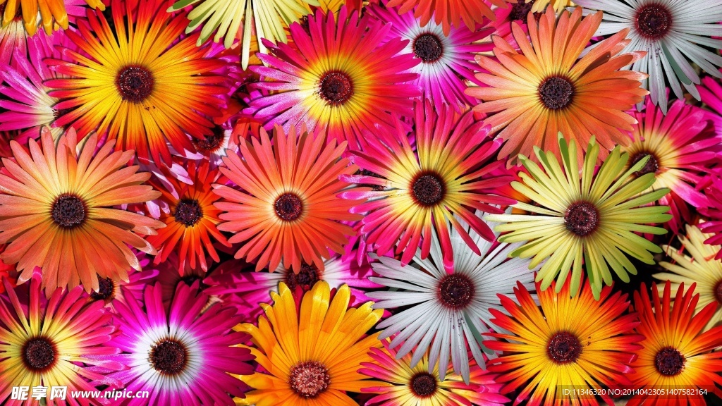 鲜花图片