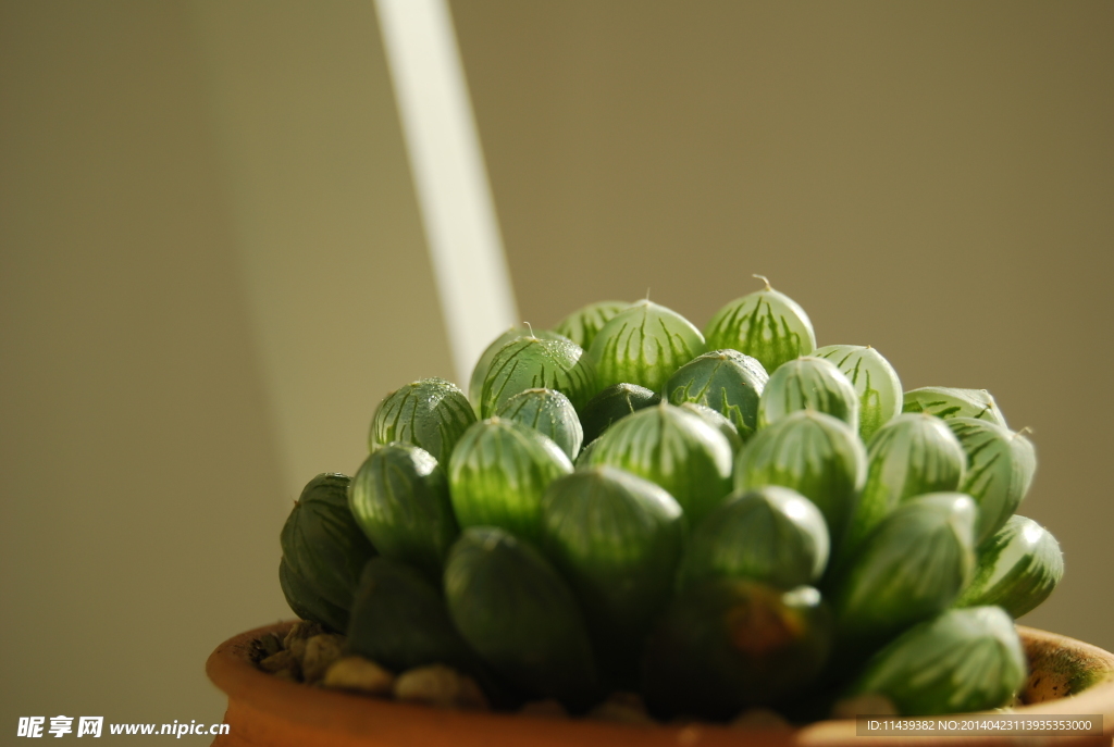 多肉植物 玉露