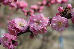 榆叶梅花