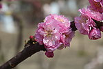 榆叶梅花