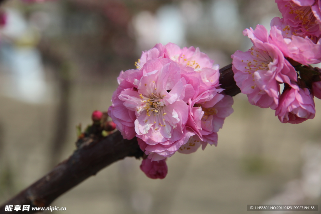榆叶梅花