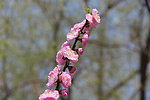 榆叶梅花