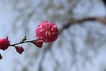 榆叶梅花