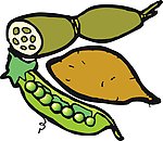 荷兰豆