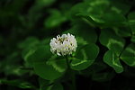 三叶草 花