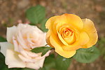月季花