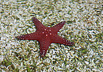 海星