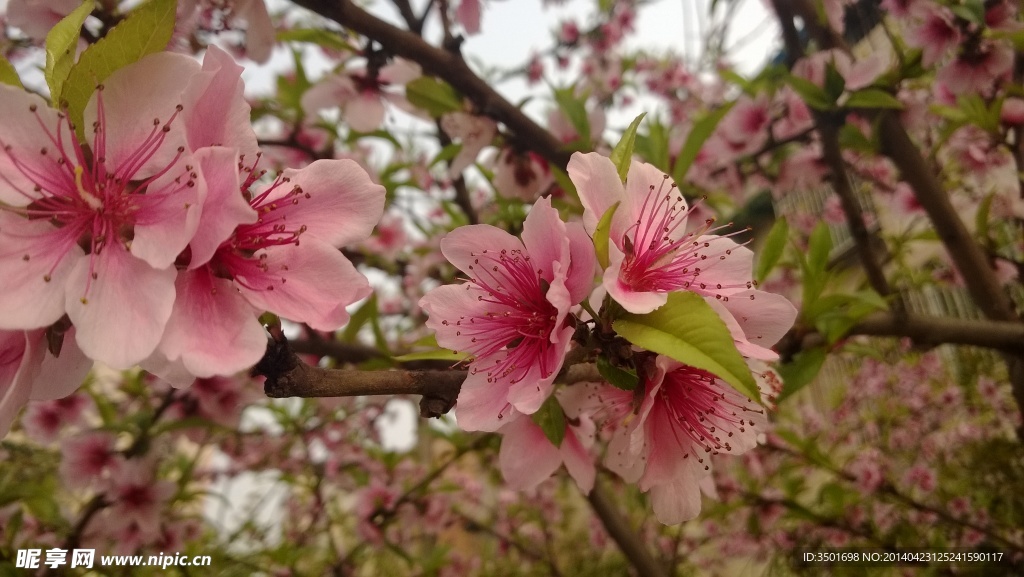桃花