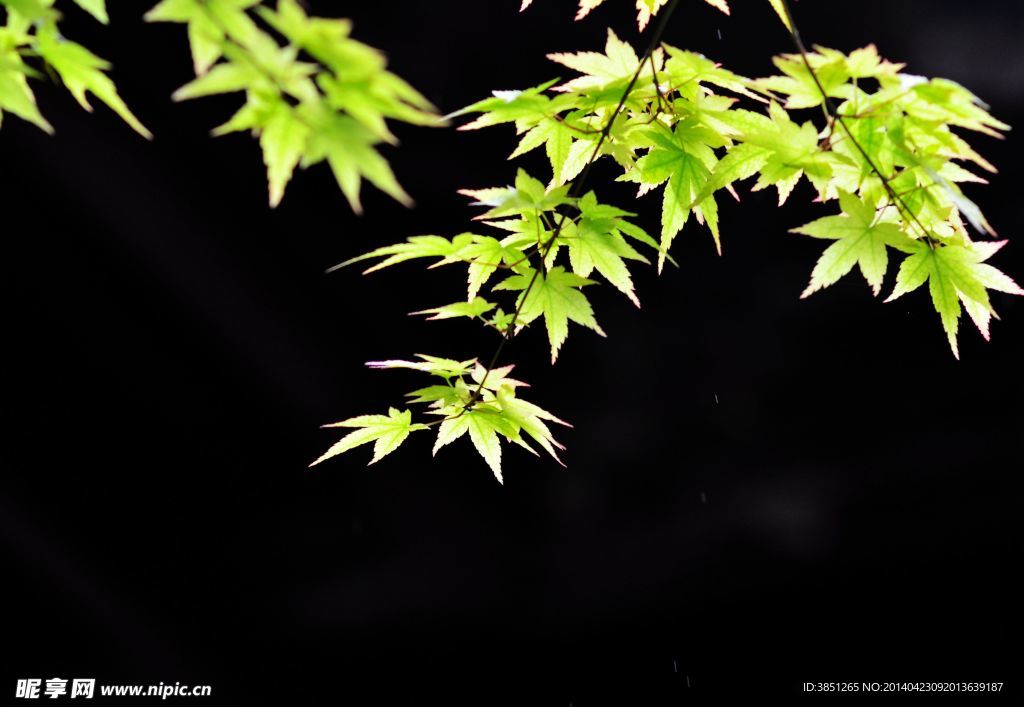 树叶
