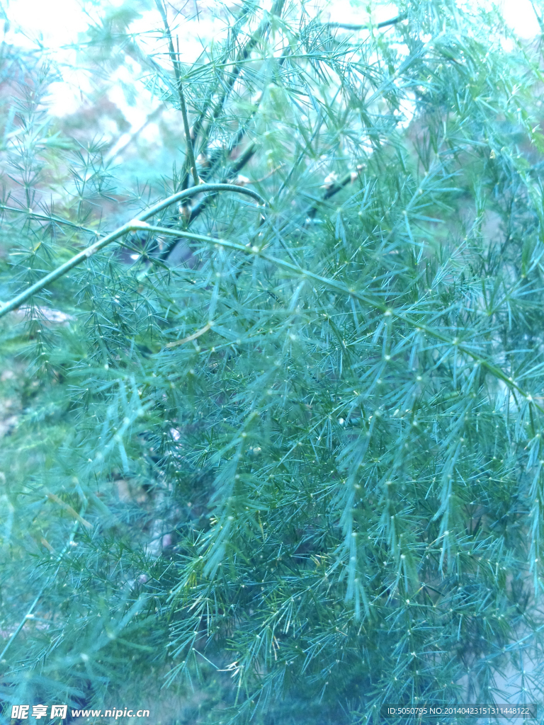 文竹