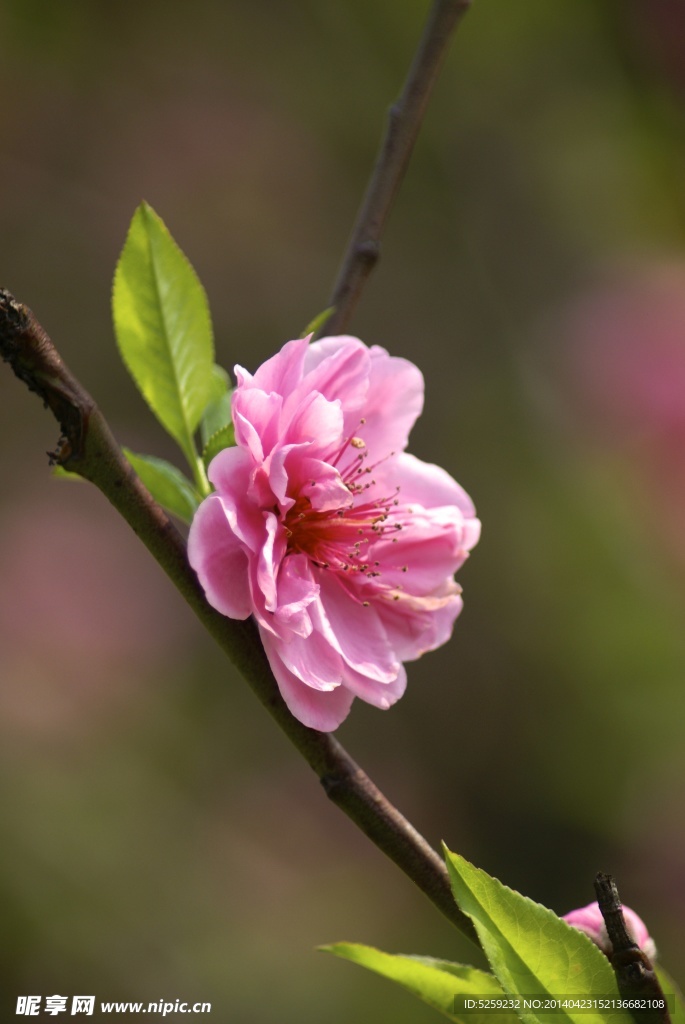 桃花盛开