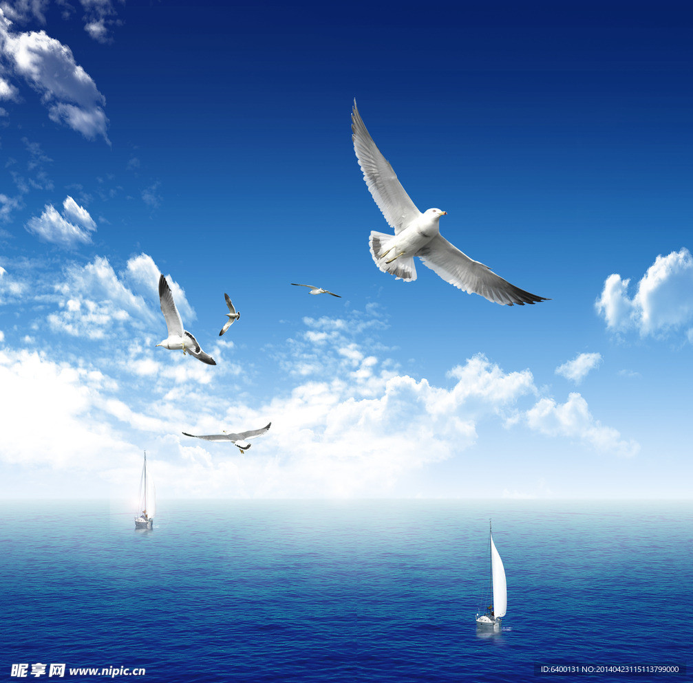 蓝天 大海 海鸥