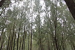 仰拍树林