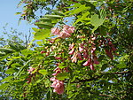 槐树花