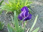 鸳尾花