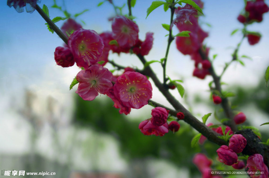 桃花