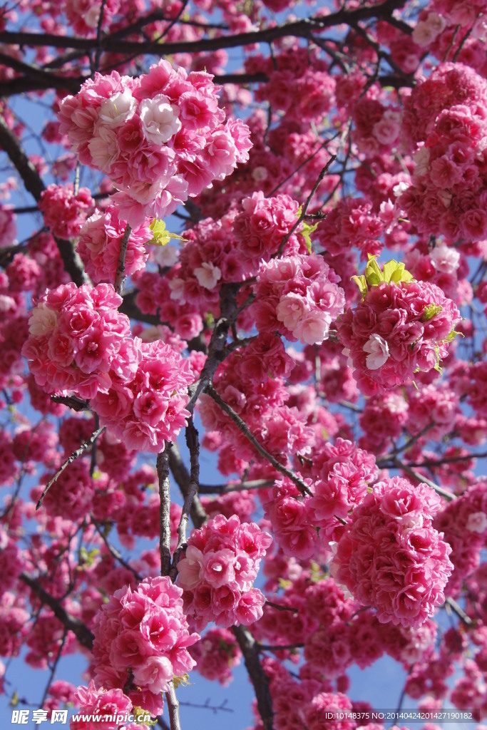 樱花