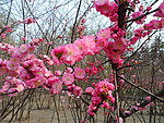 榆叶梅花