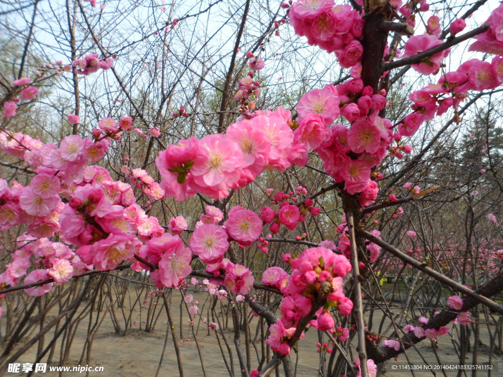 榆叶梅花