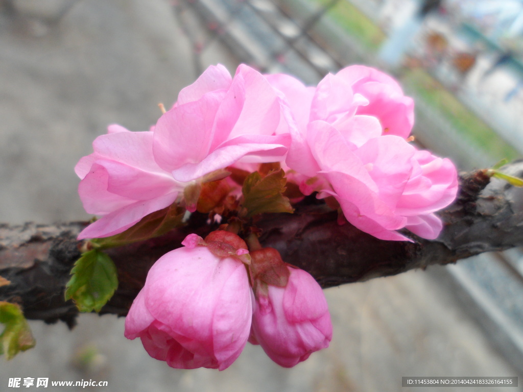 榆叶梅花