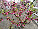 榆叶梅花