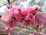 榆叶梅花