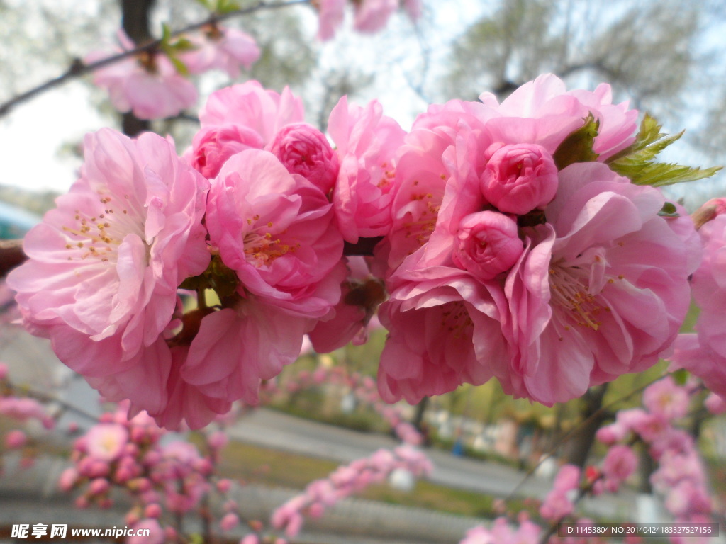 榆叶梅花