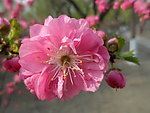 榆叶梅花