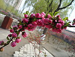 榆叶梅花