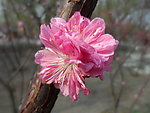 榆叶梅花