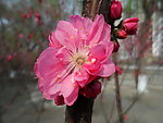 榆叶梅花