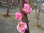 榆叶梅花