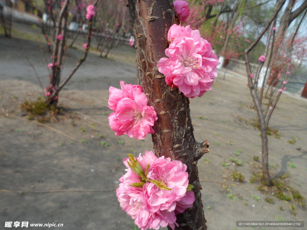 榆叶梅花