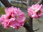 榆叶梅花