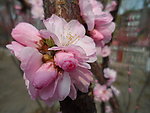榆叶梅花