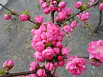 榆叶梅花