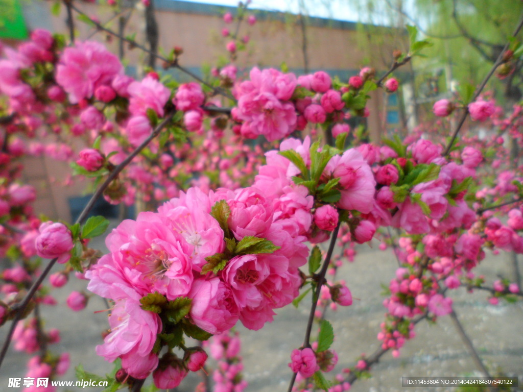 榆叶梅花