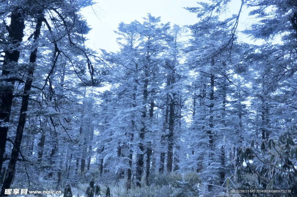 雪松