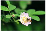 蜜蜂采蜜