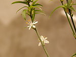 小白花