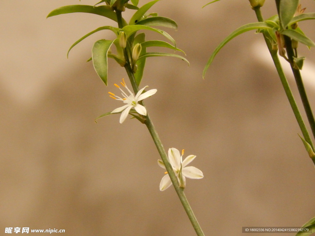 小白花