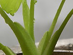雨后盆栽