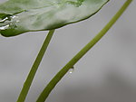 叶子上的水珠