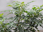 驱蚊草