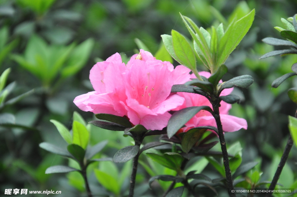 杜鹃花
