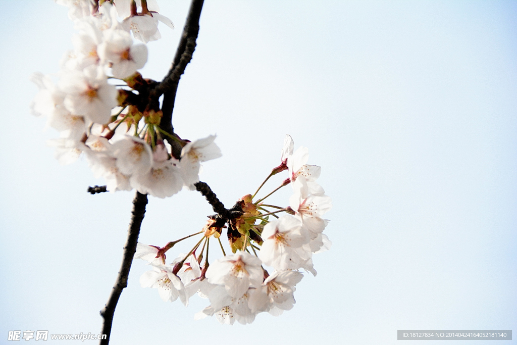 樱花