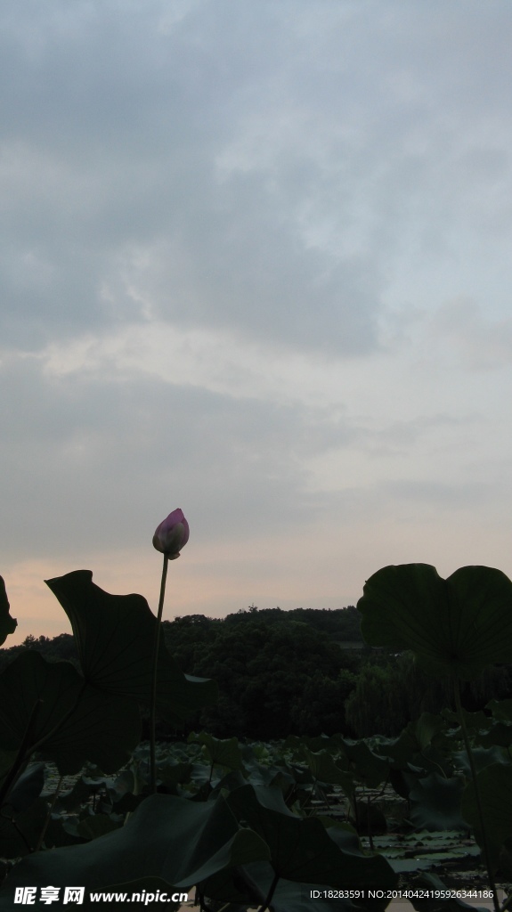 荷花