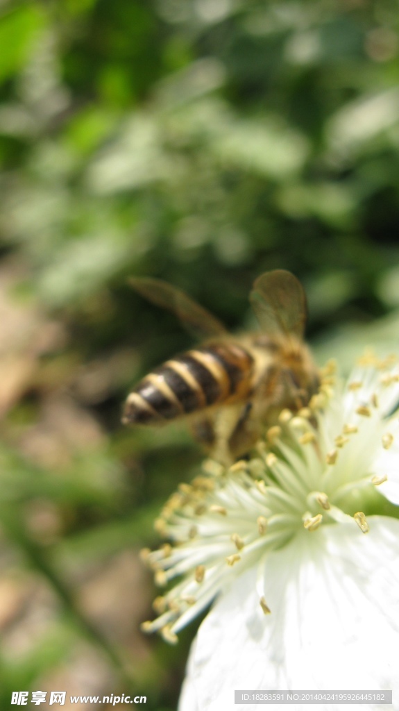 太子湾蜜蜂采花