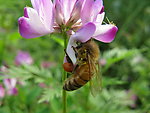蜜蜂采花