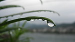 雨后露珠